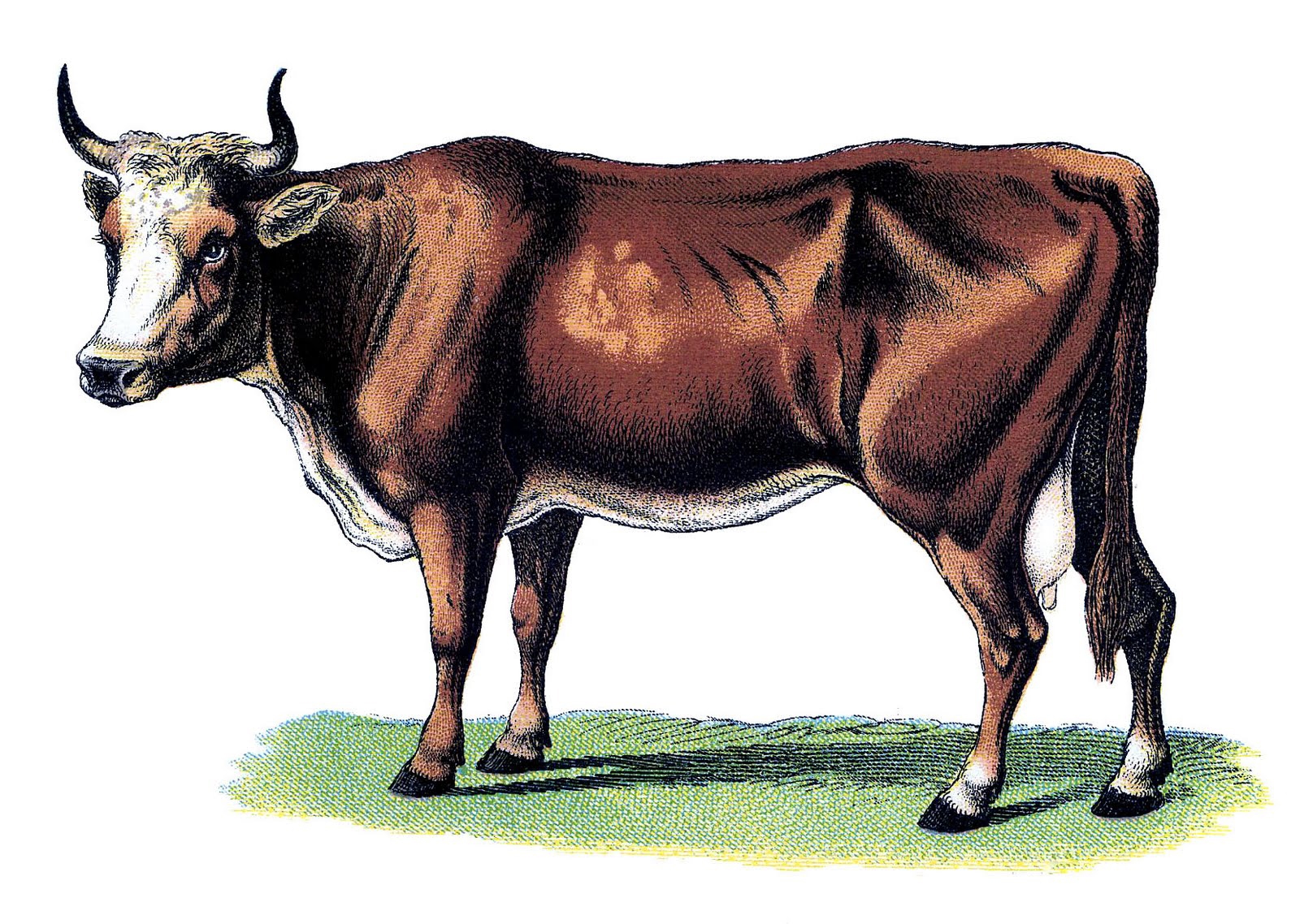 15 Cow Clipart Images Cow Prints The Graphics Fairy
