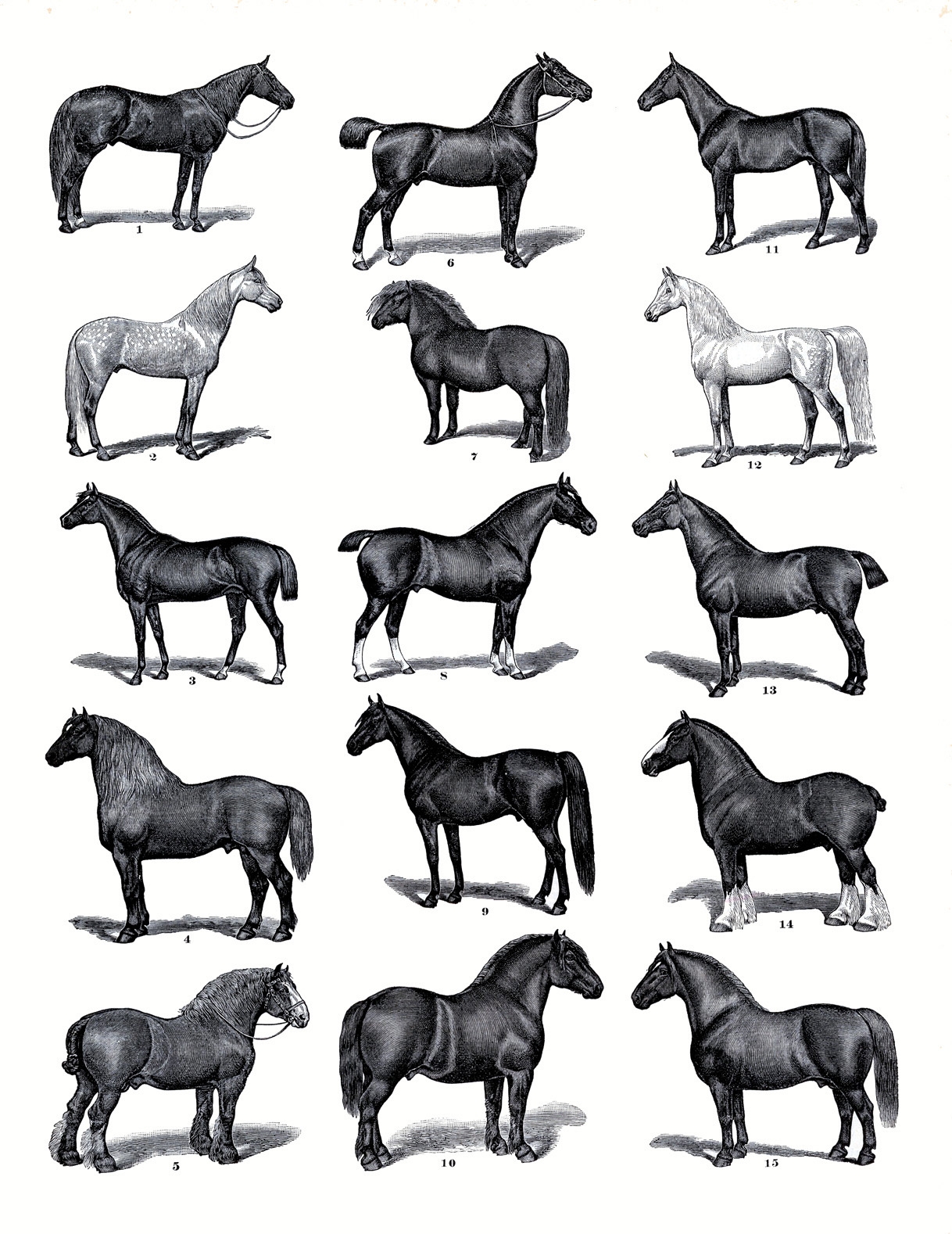 19 Horse Clip Art Horses Clipart The Graphics Fairy