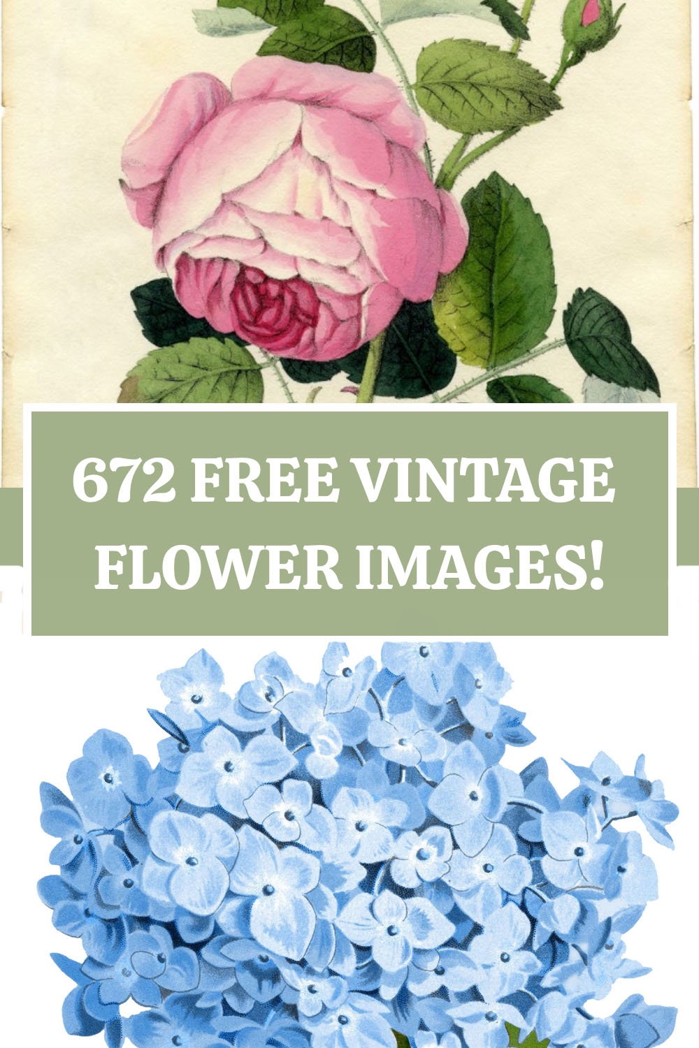 672 Vintage Flower Images The Graphics Fairy