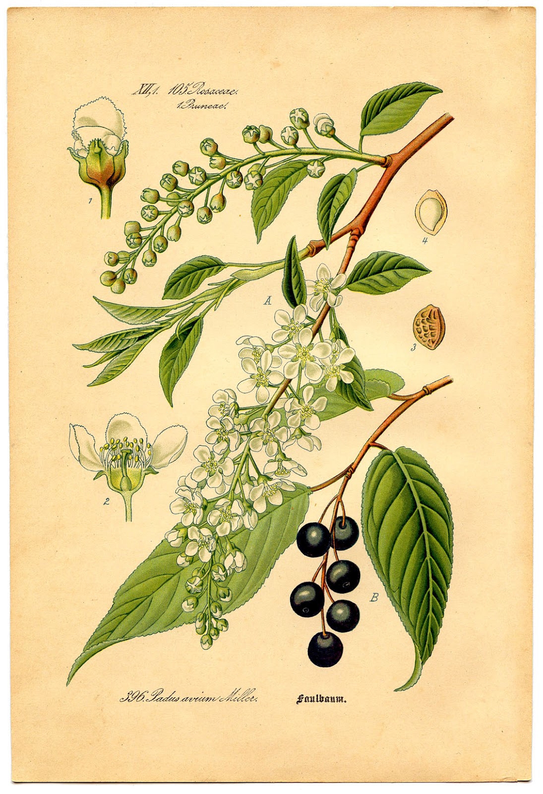 Free Vintage Botanical Printables