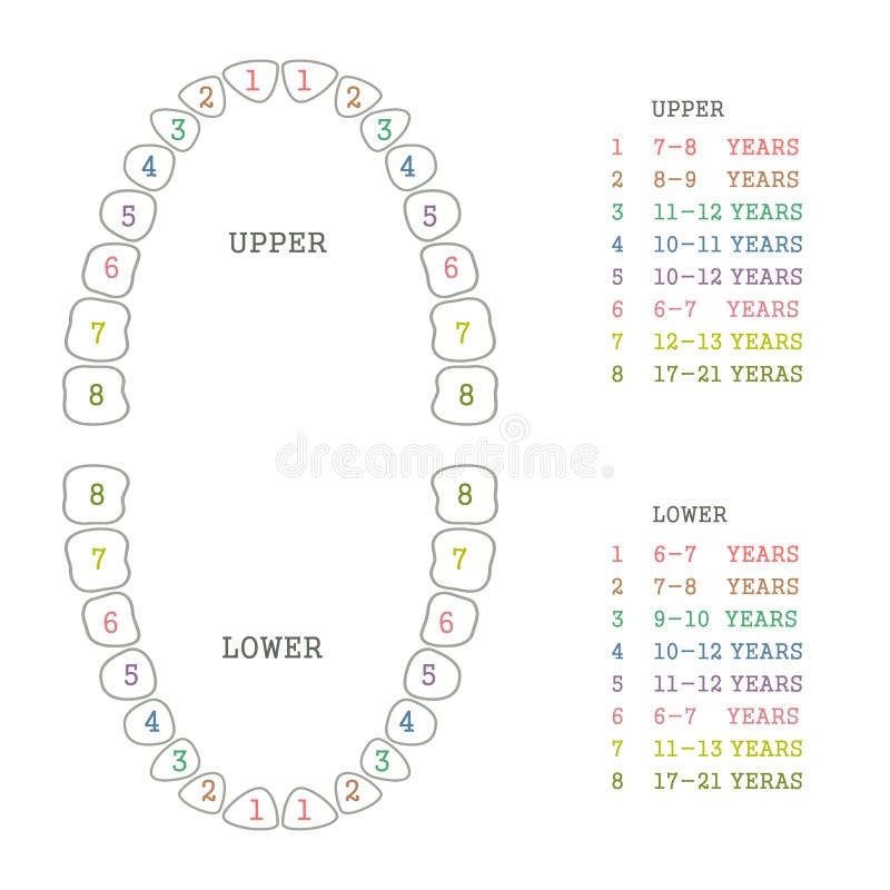 Free Printable Tooth Chart