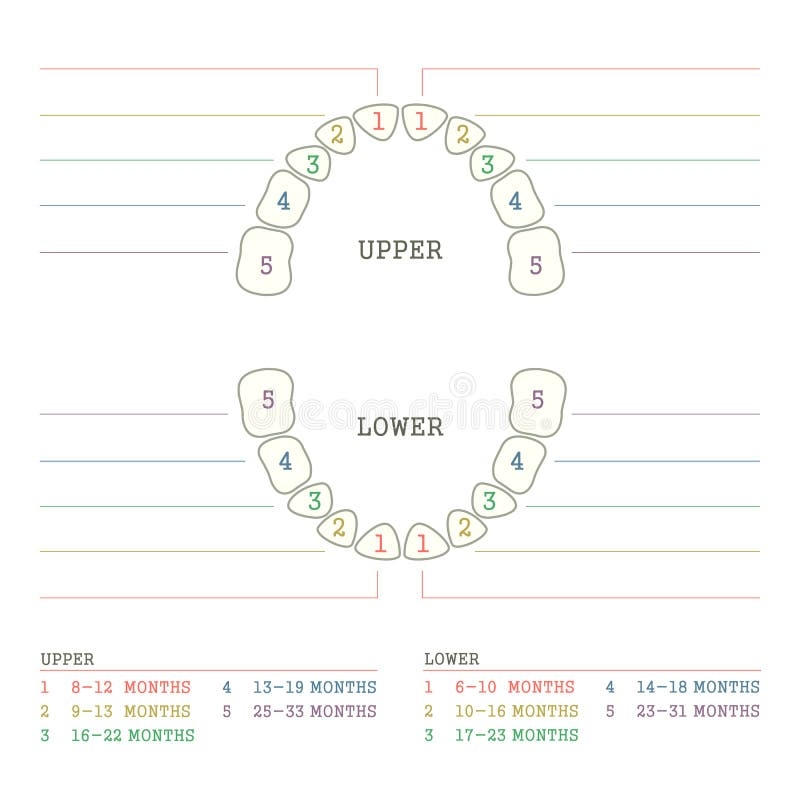 Baby Tooth Chart Stock Illustrations 146 Baby Tooth Chart Stock 