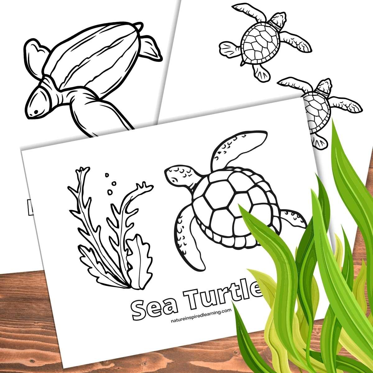 Beautiful Sea Turtle Coloring Pages Nature Inspired Learning
