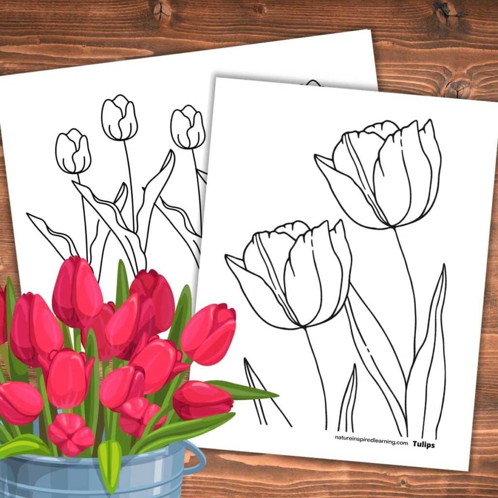 Beautiful Tulip Coloring Pages Nature Inspired Learning