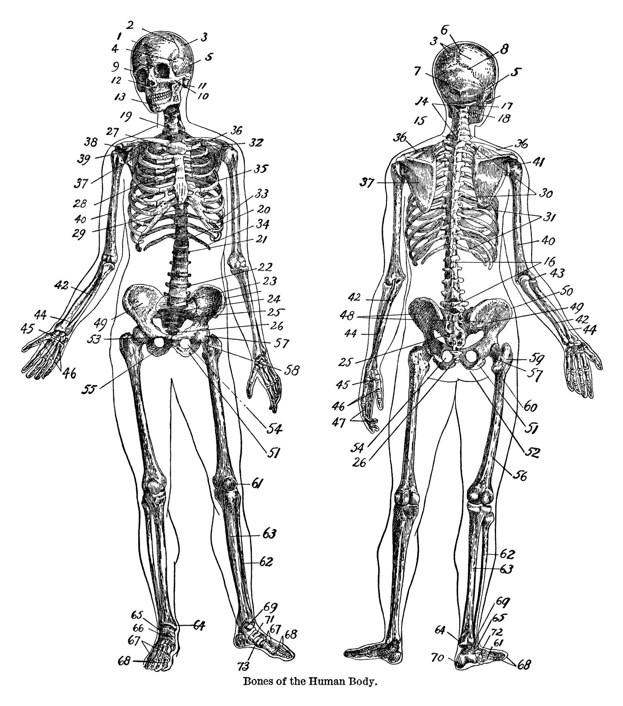 Bones Dictionary Page And Clip Art Free Graphics The Old Design Shop