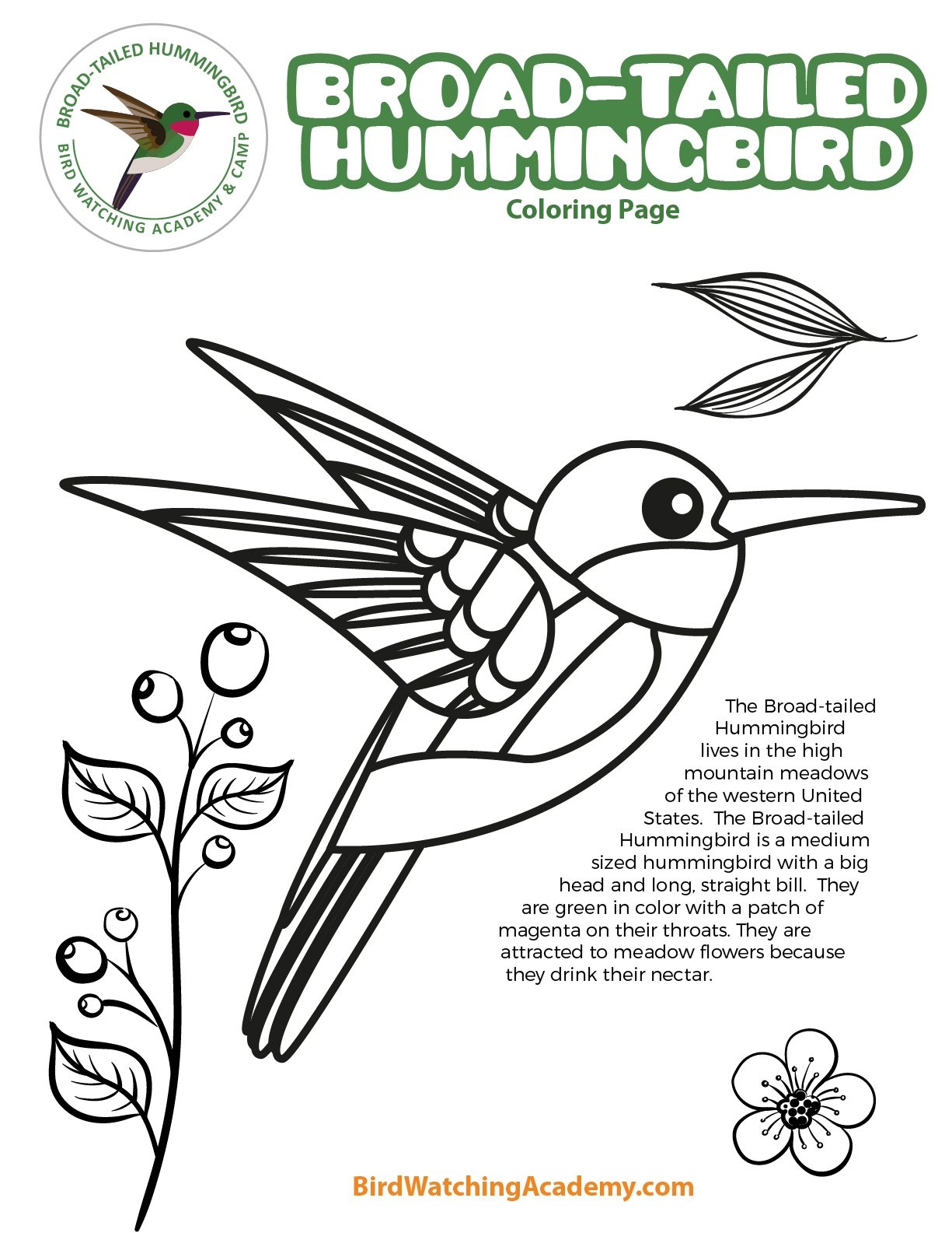 Broad tailed Hummingbird Coloring Page Bird Watching Academy