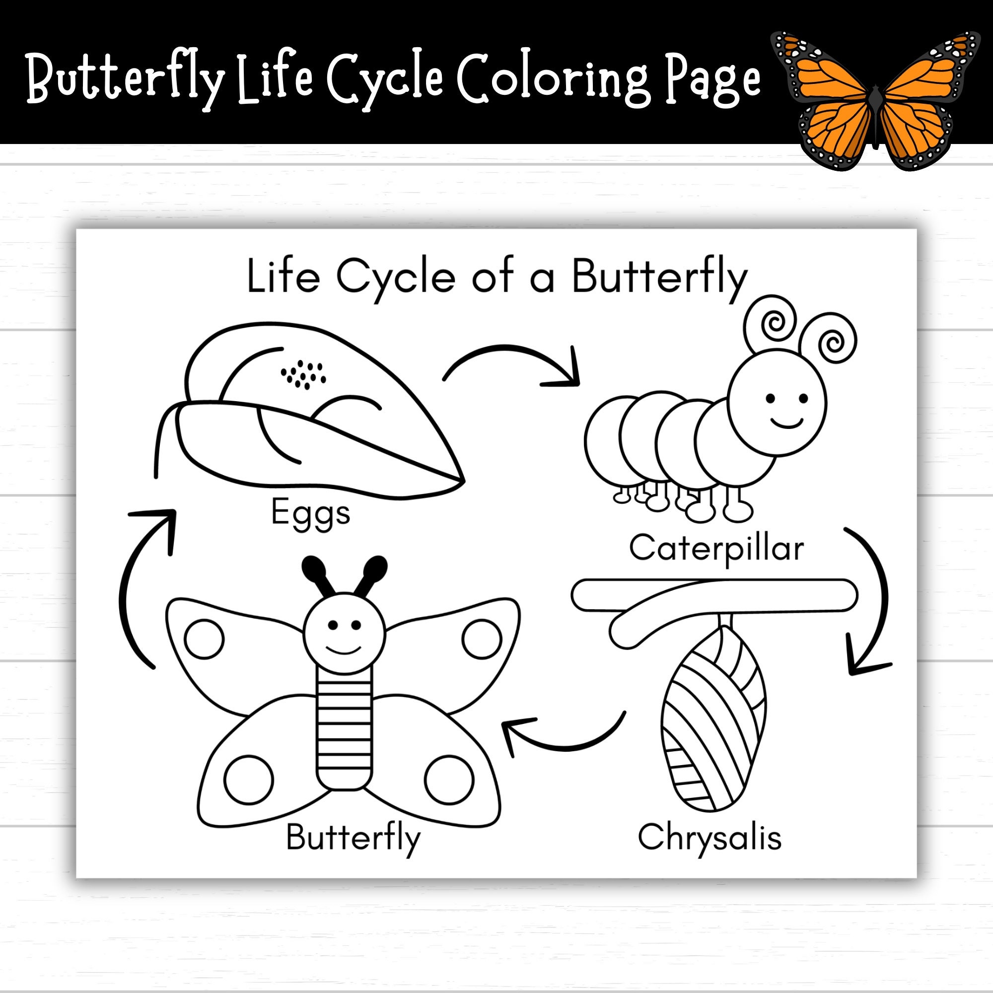 Free Printable Butterfly Life Cycle