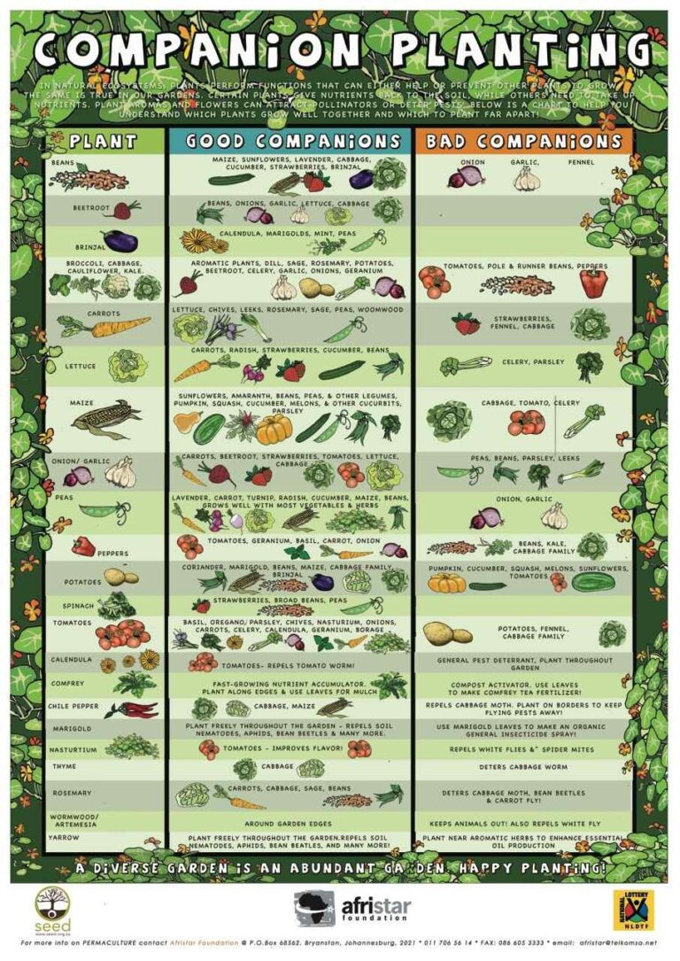 Companion Planting Chart Growin Crazy Acres