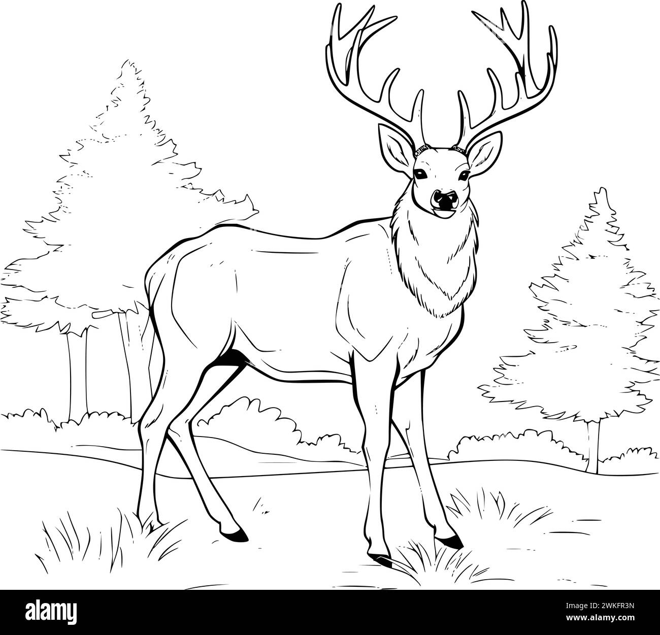 Deer Coloring Pages Printable Hi res Stock Photography And Images 