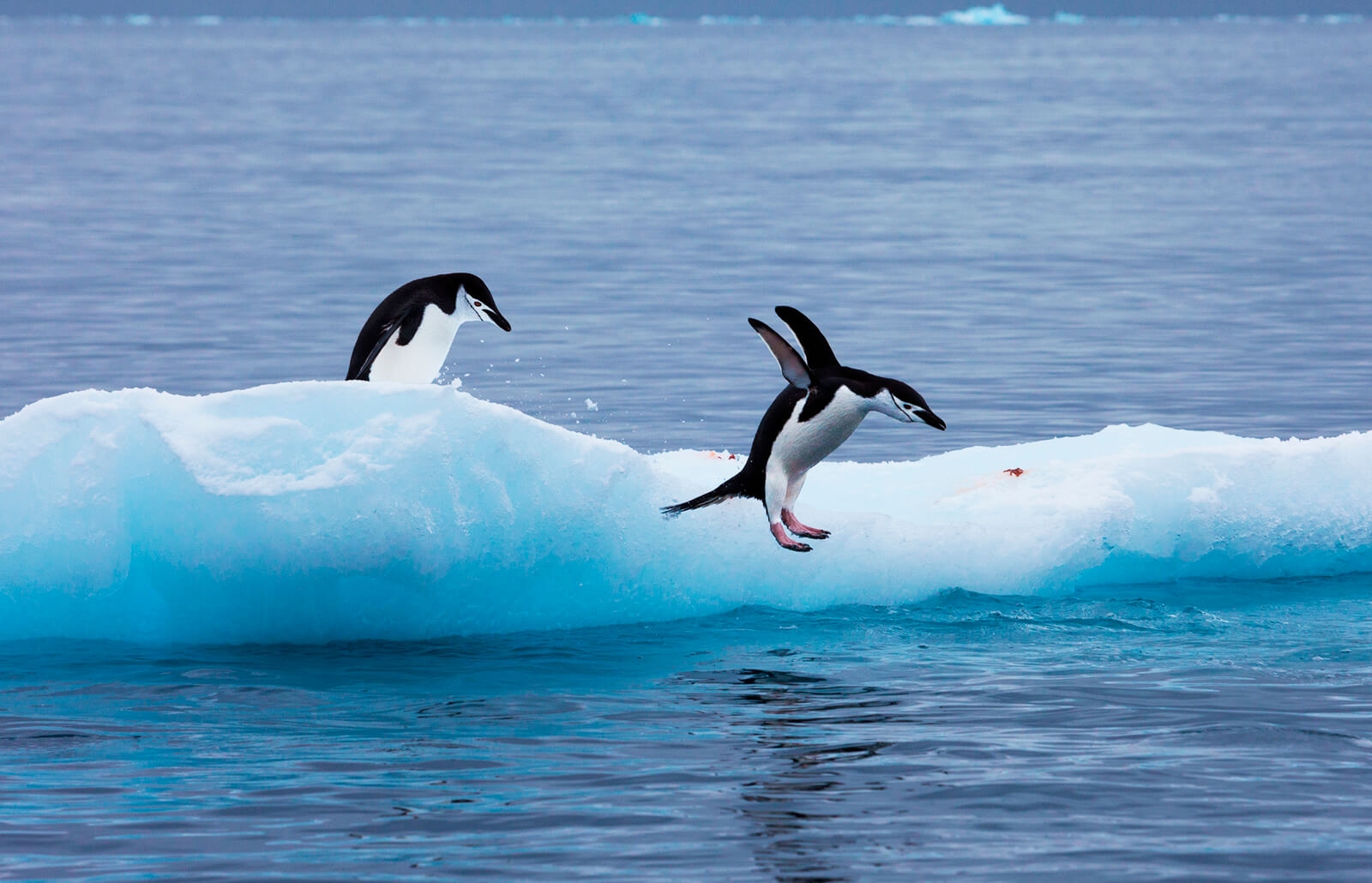 Free Printable Pictures Of Penguins
