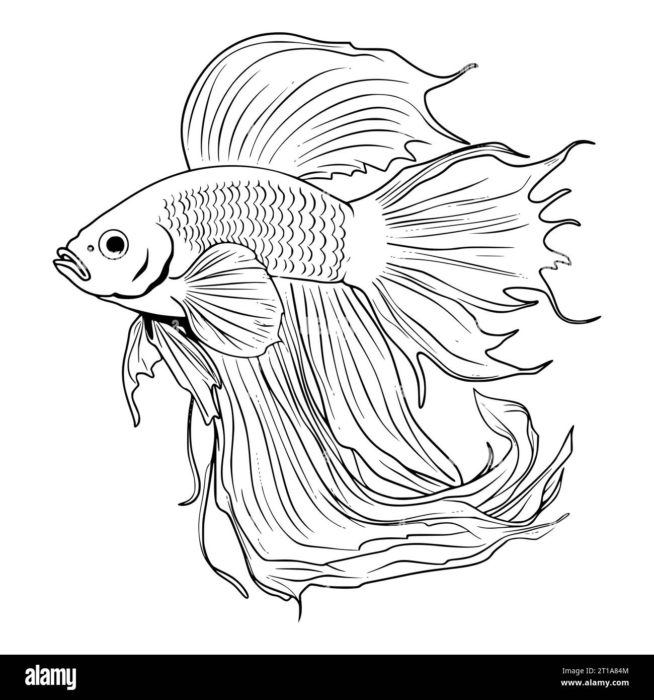 Fish Coloring Pages Free Printable Hi res Stock Photography And 