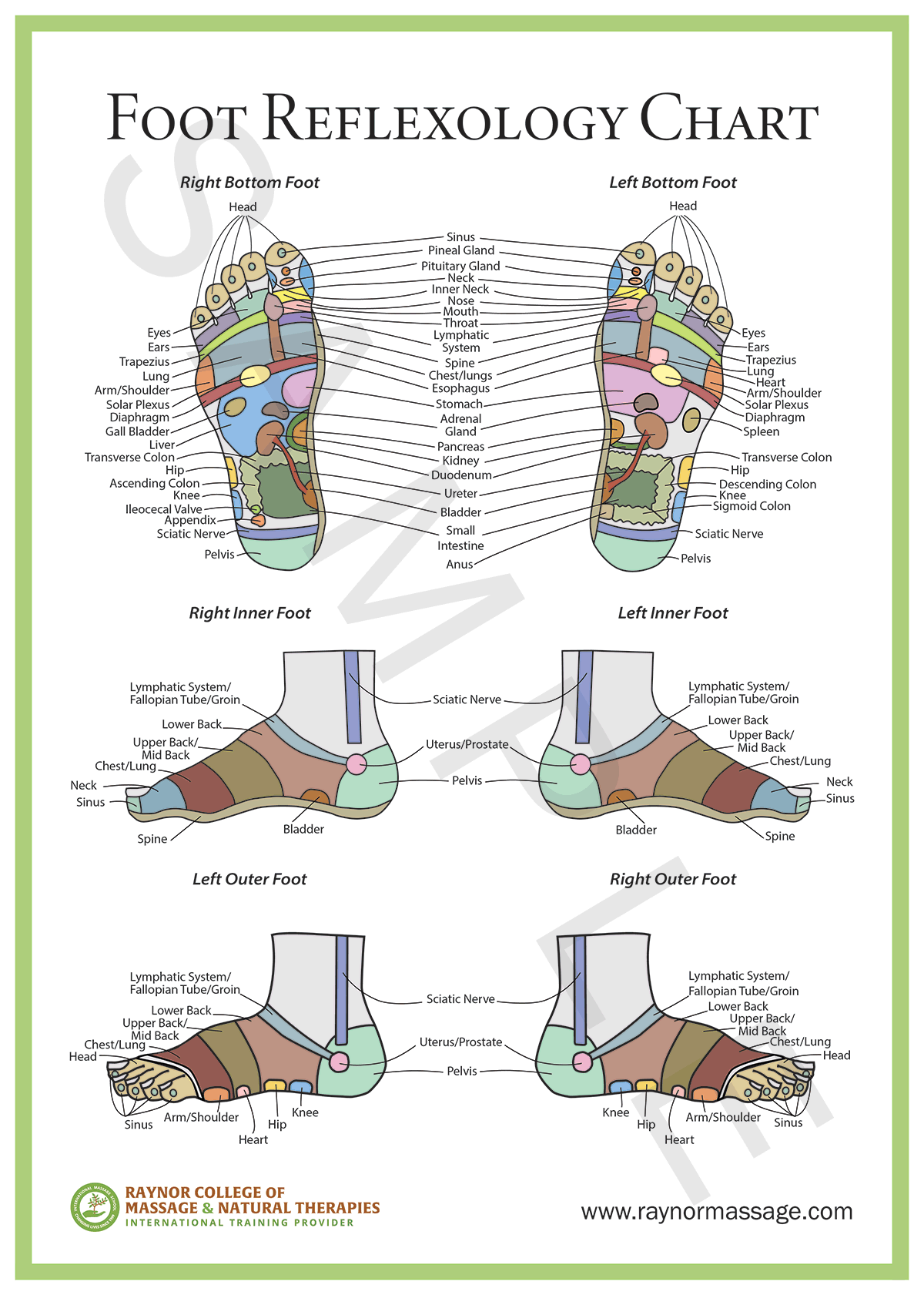 Foot Reflexology Chart Raynor College Of Massage U0026 Natural Therapies