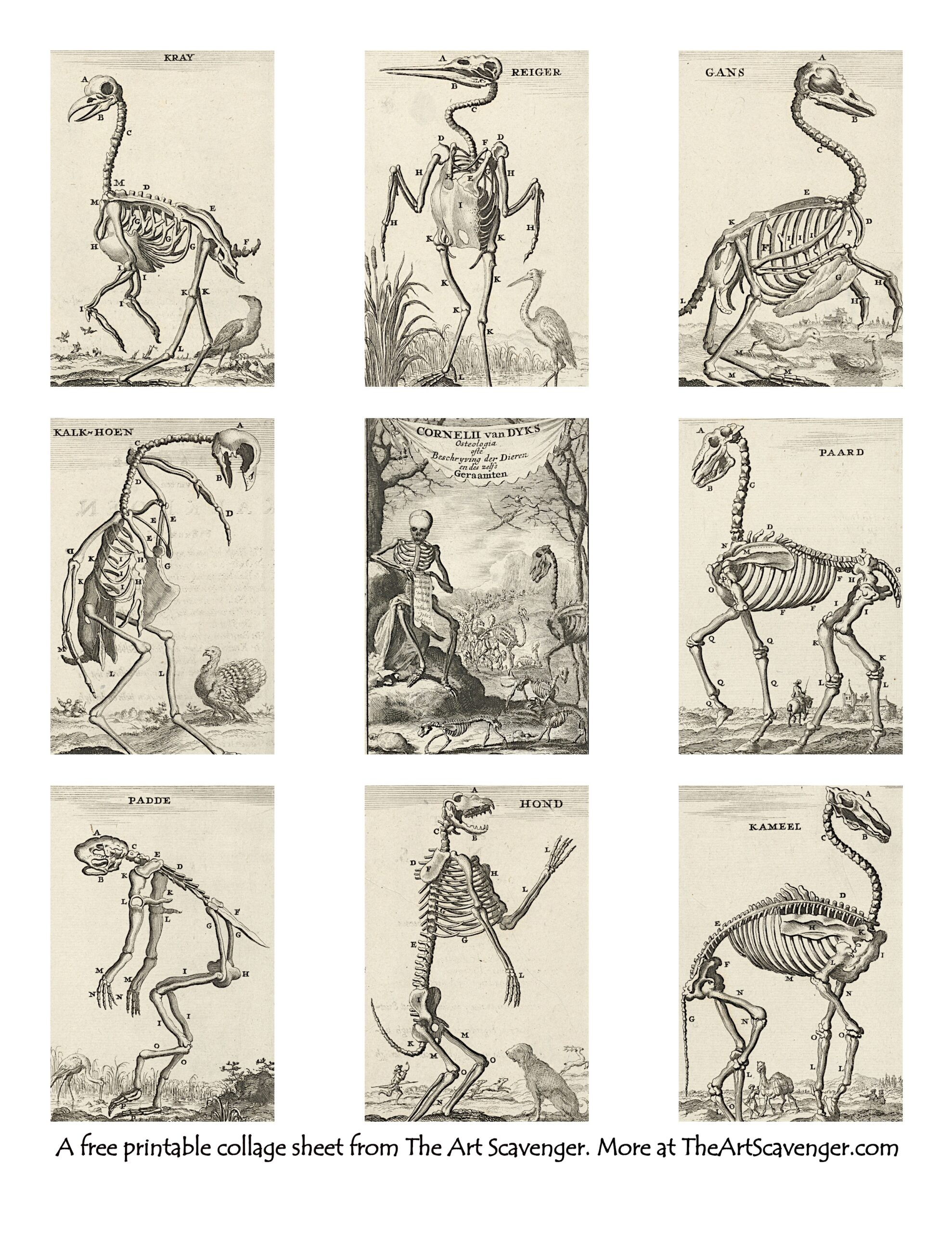 Skeleton Printable Pdf Free Download
