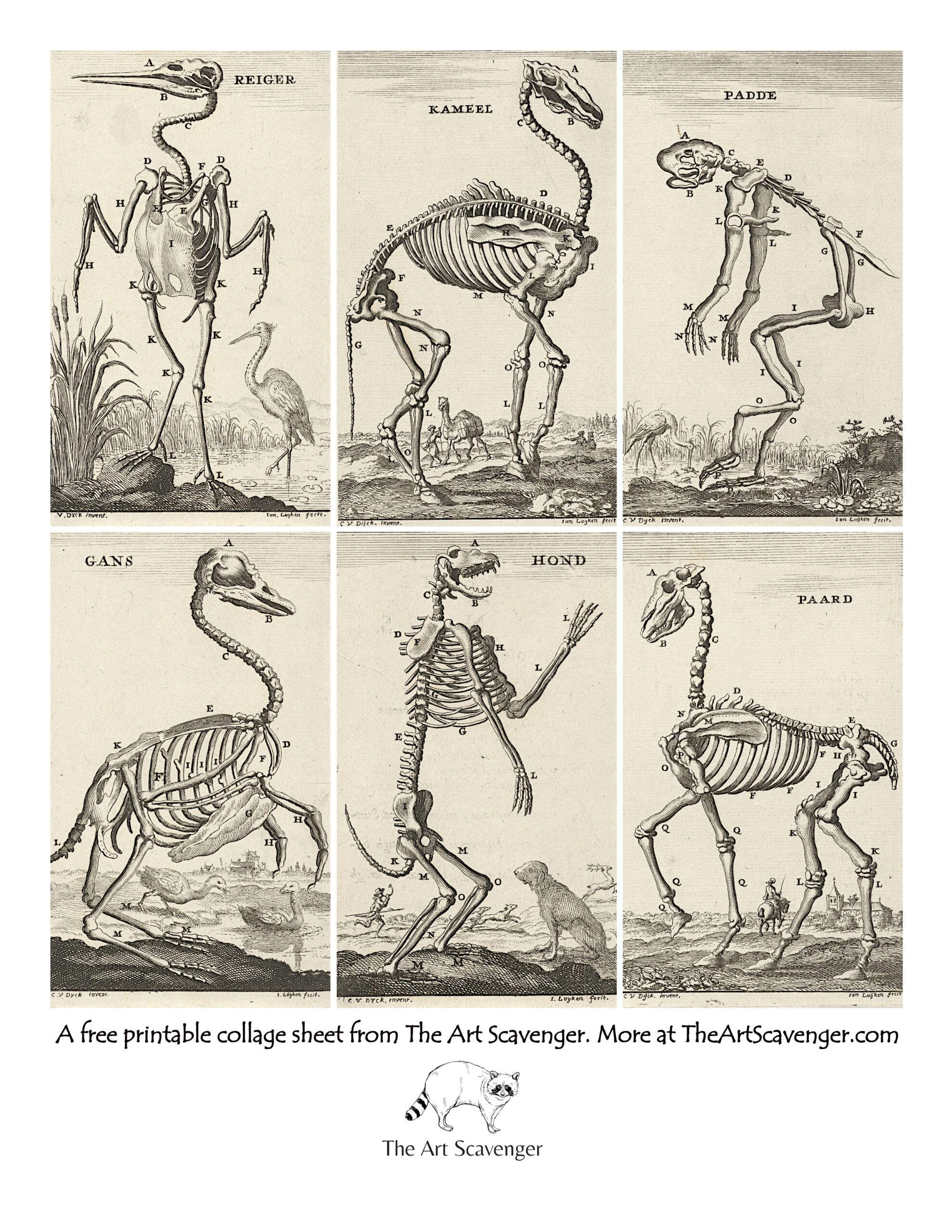 Free Animal Skeleton Illustration Collage Sheet Printables The Art Scavenger