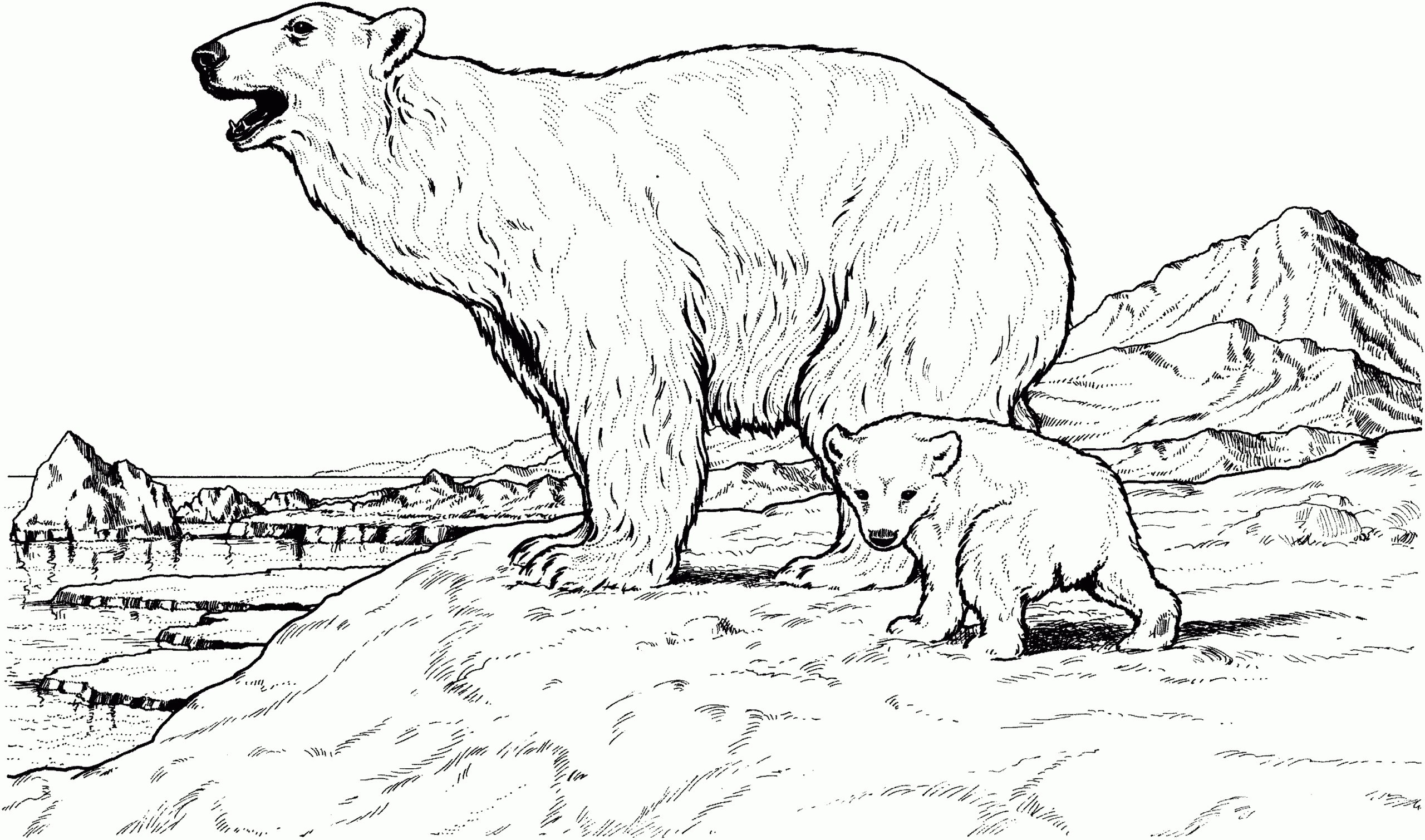 Free Bear Coloring Pages