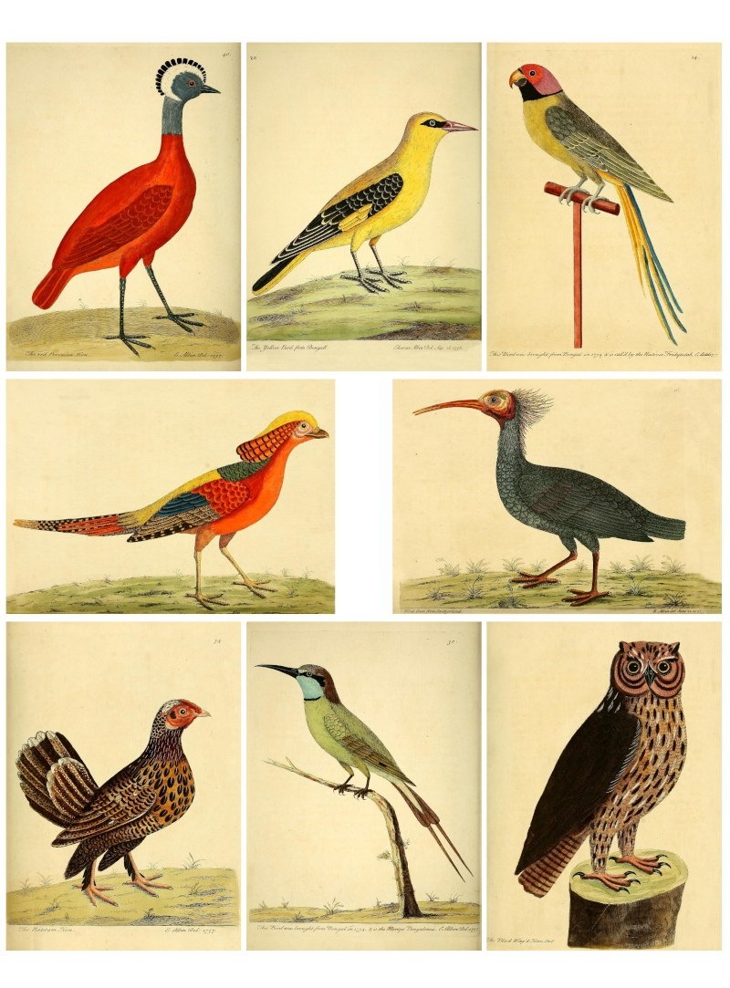 Free Bird Ephemera Printables The Art Scavenger