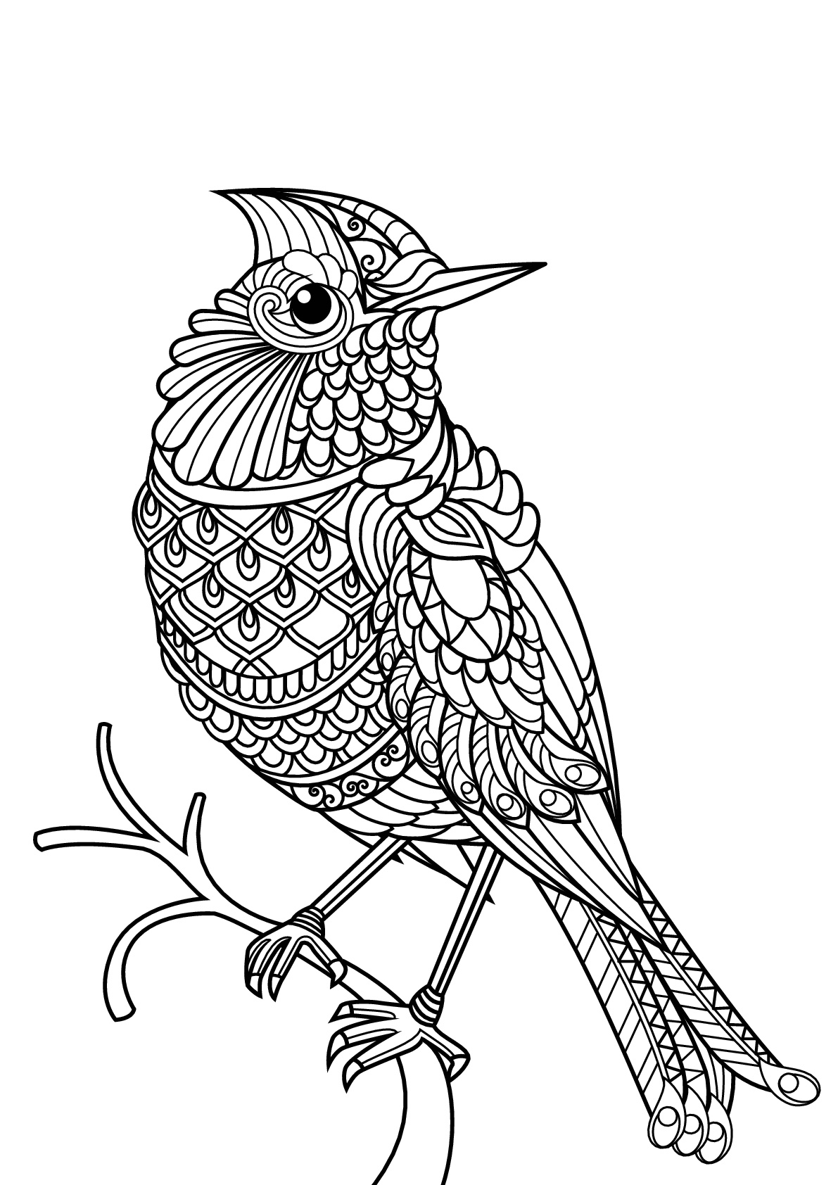 Free Bird Coloring Pages Printable