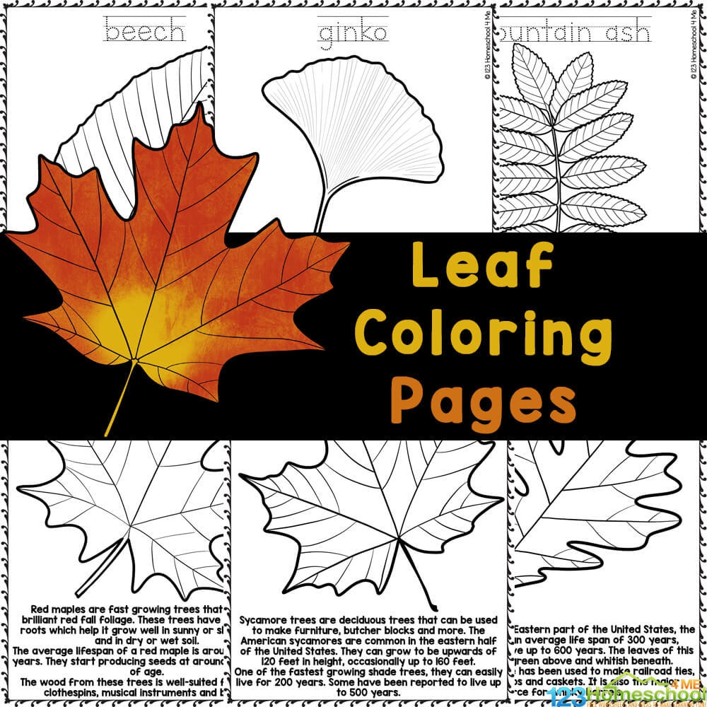 FREE Fall Leaf Coloring Pages With Realistic Pictures To Color
