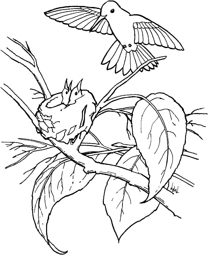 Free Printable Hummingbird Coloring Page Download Print Or Color Online For Free