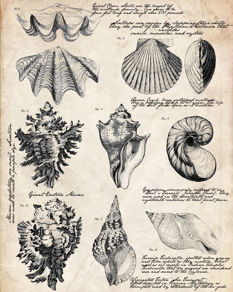 Free Printable Seashell Botanical Print Ella Claire U0026 Co 