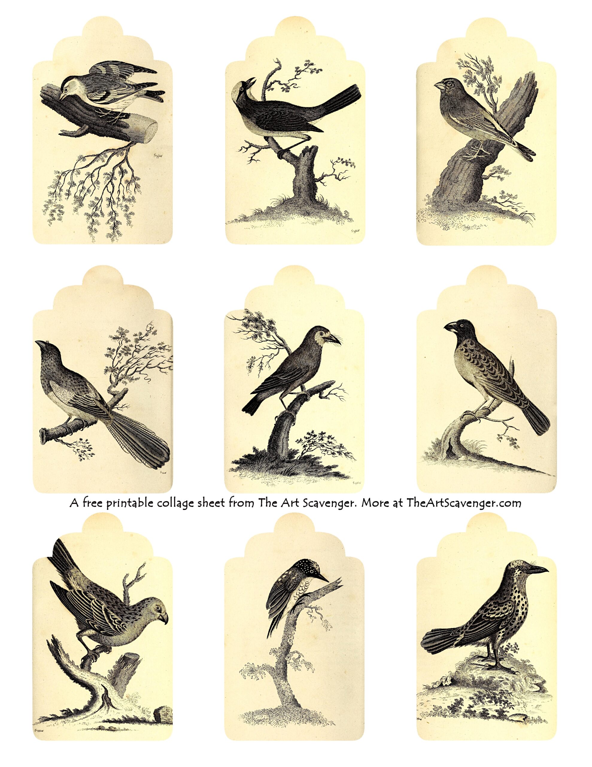Free Printable Vintage Bird Illustration Collage Sheets The Art 