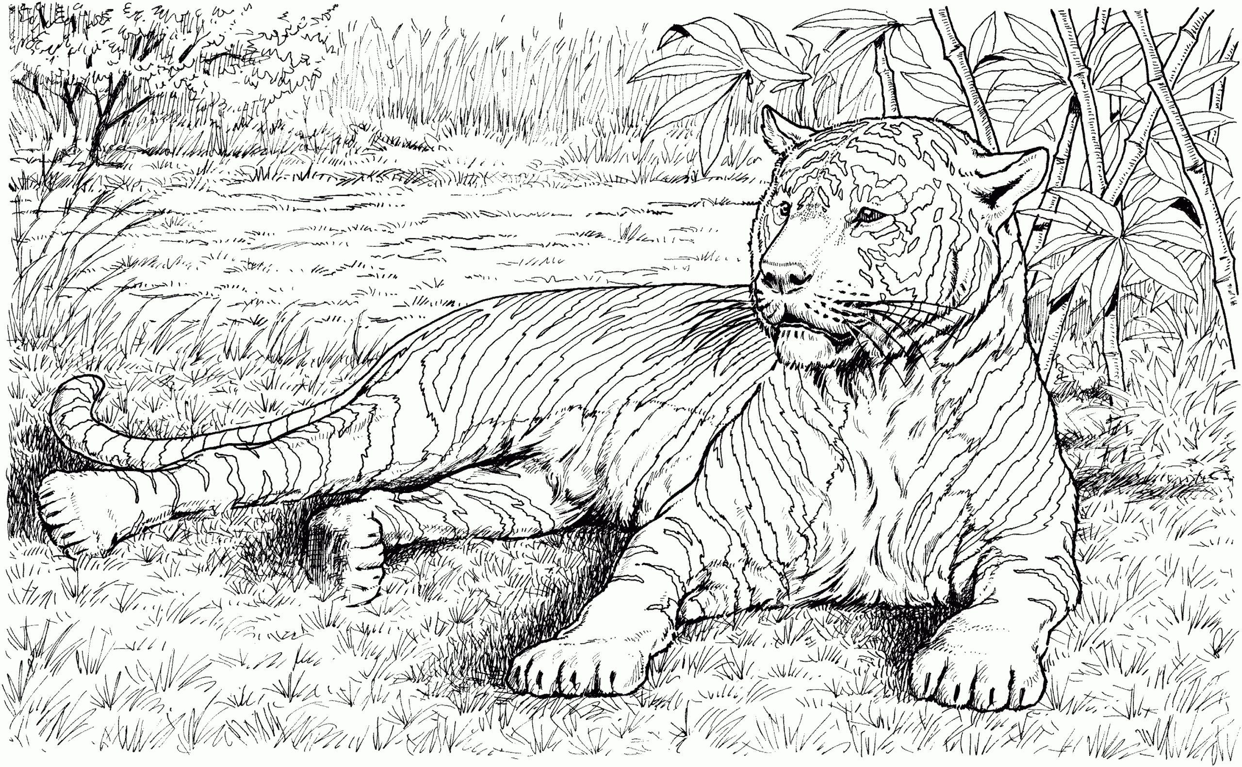 Tiger Coloring Pages Printable Free