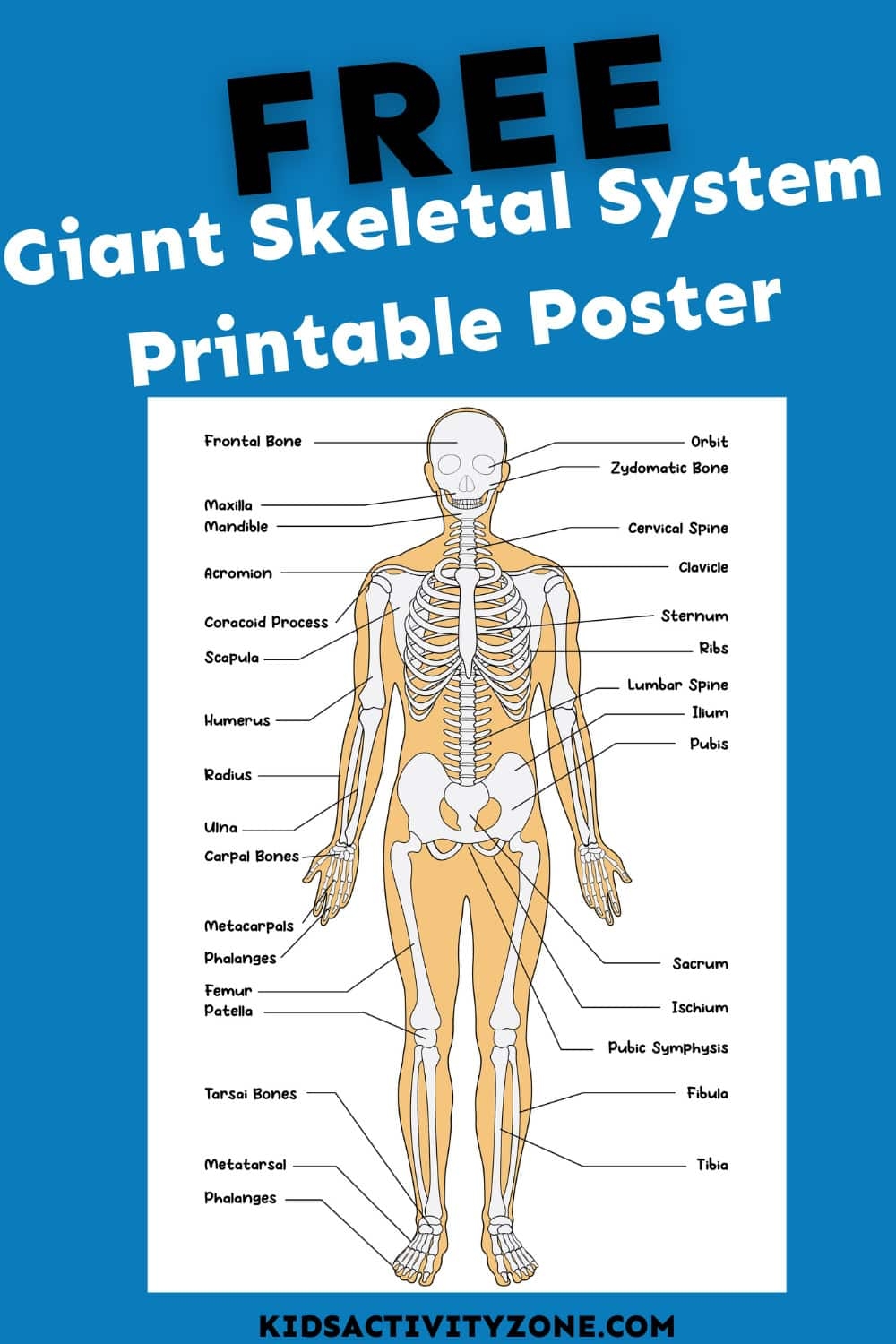 Printable Skeleton Free