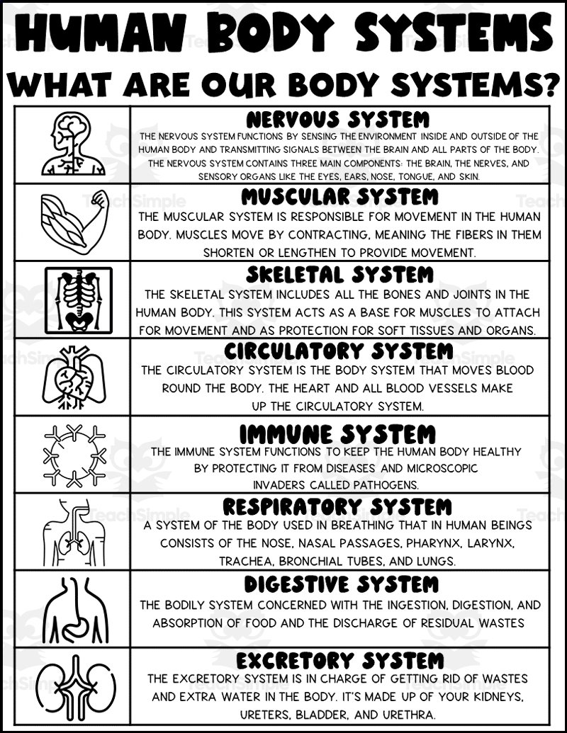 Human Body Systems Printable