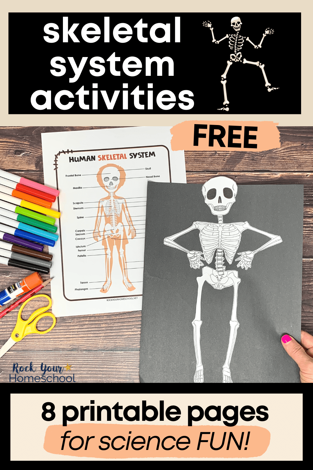 Human Skeletal System Activities 5 Cool Ways Free Printables 