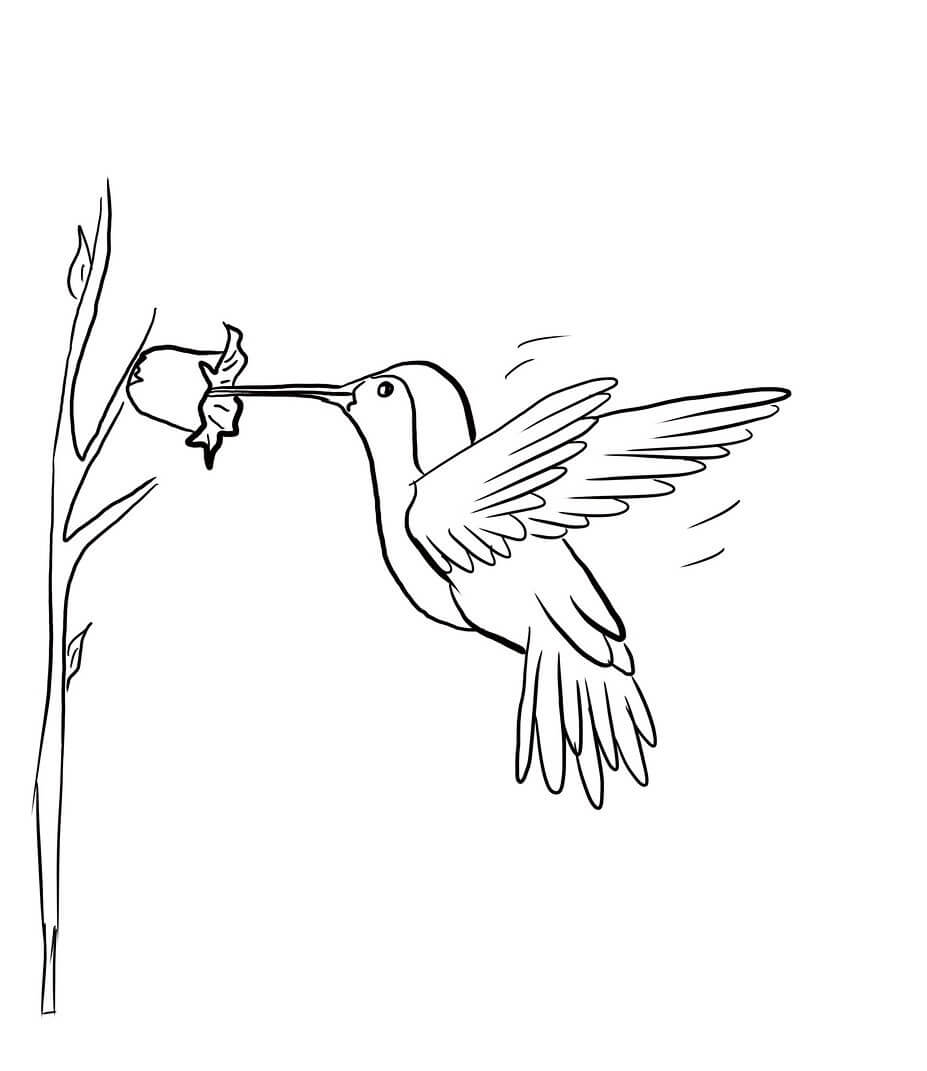 Hummingbird Coloring Pages Printable Coloring Pages FREE
