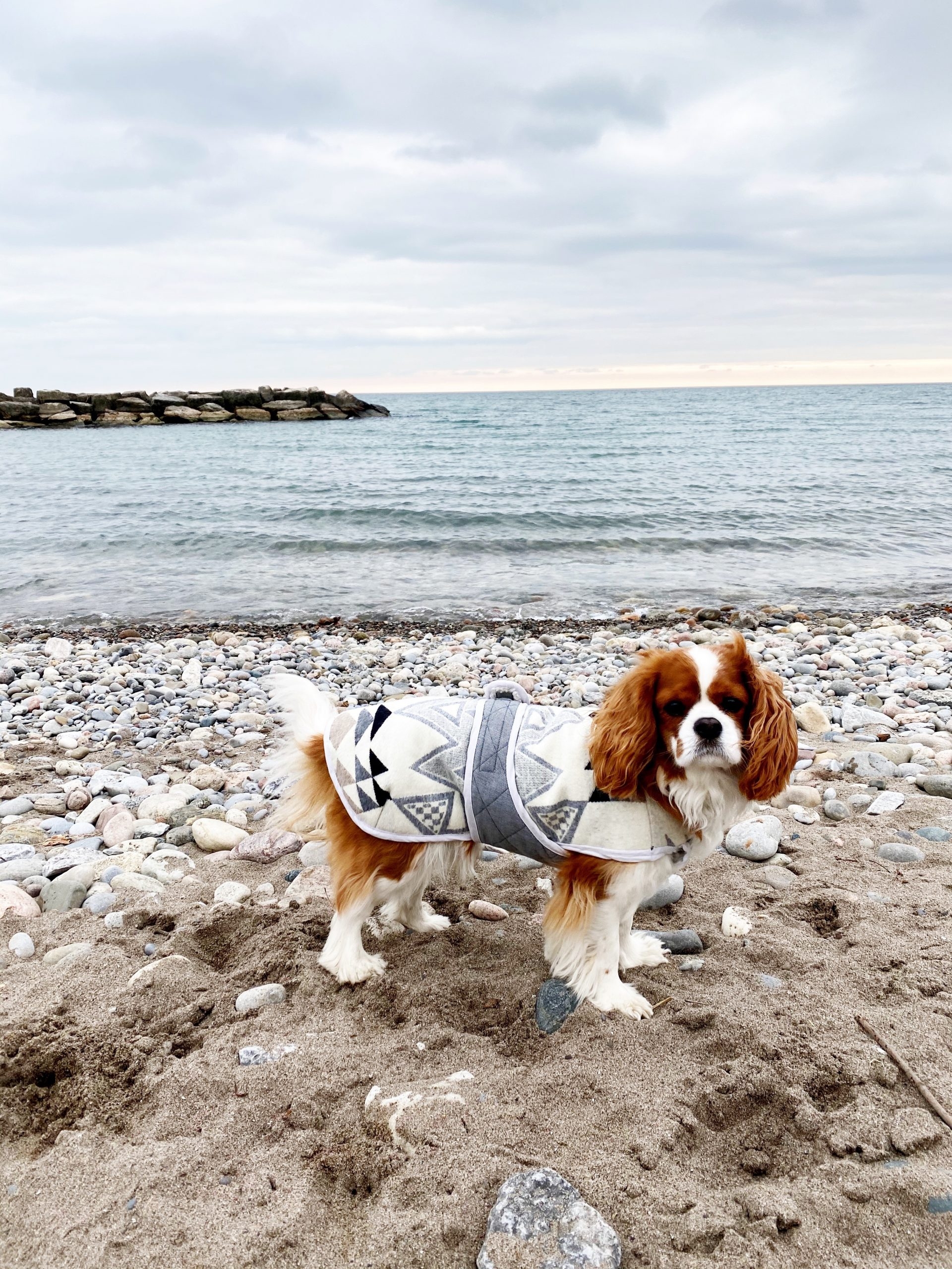 Dog Clothes Patterns Free Printable
