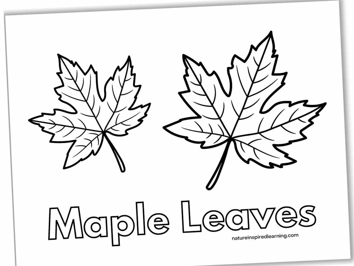 Leaf Coloring Pages Nature Inspired Learning Worksheets Library