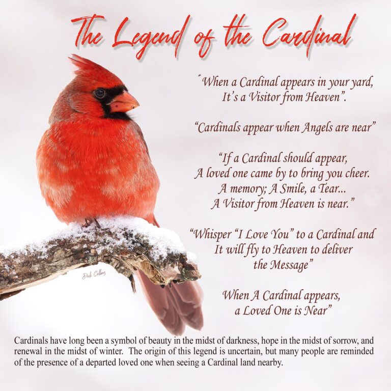 Legend Of Cardinal Etsy