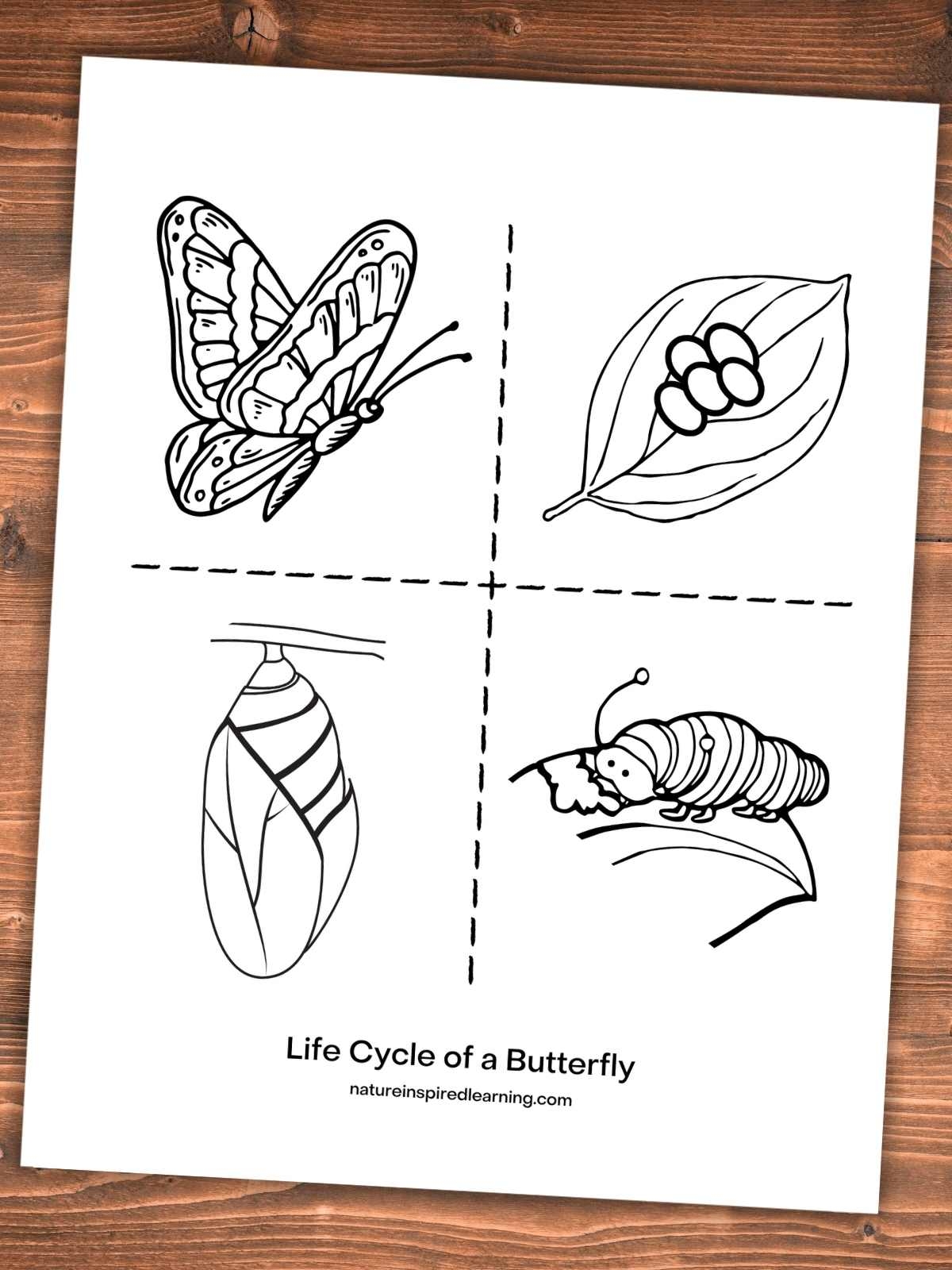 Butterfly Life Cycle Free Printable