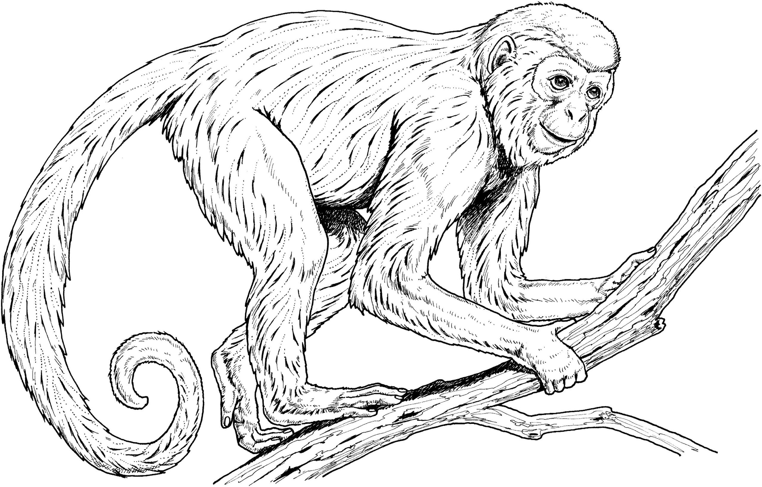 Monkey Mask Free Printable Templates U0026 Coloring Pages Worksheets Library