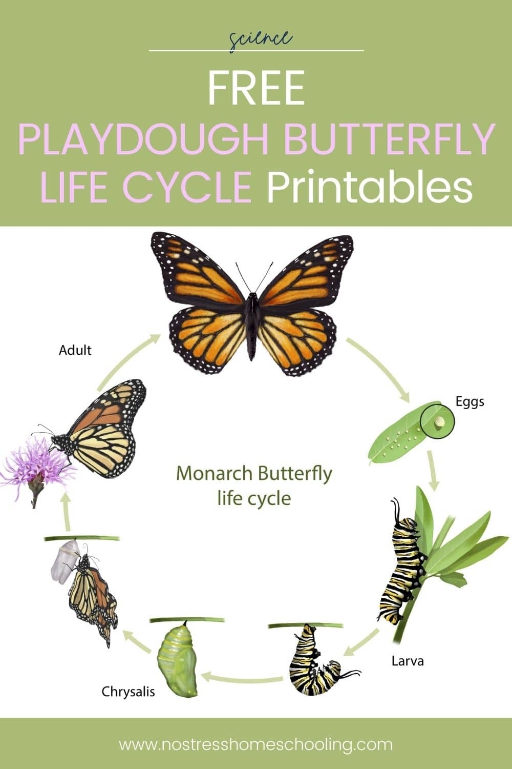 Playdough Butterfly Life Cycle Activities and Free Pack 