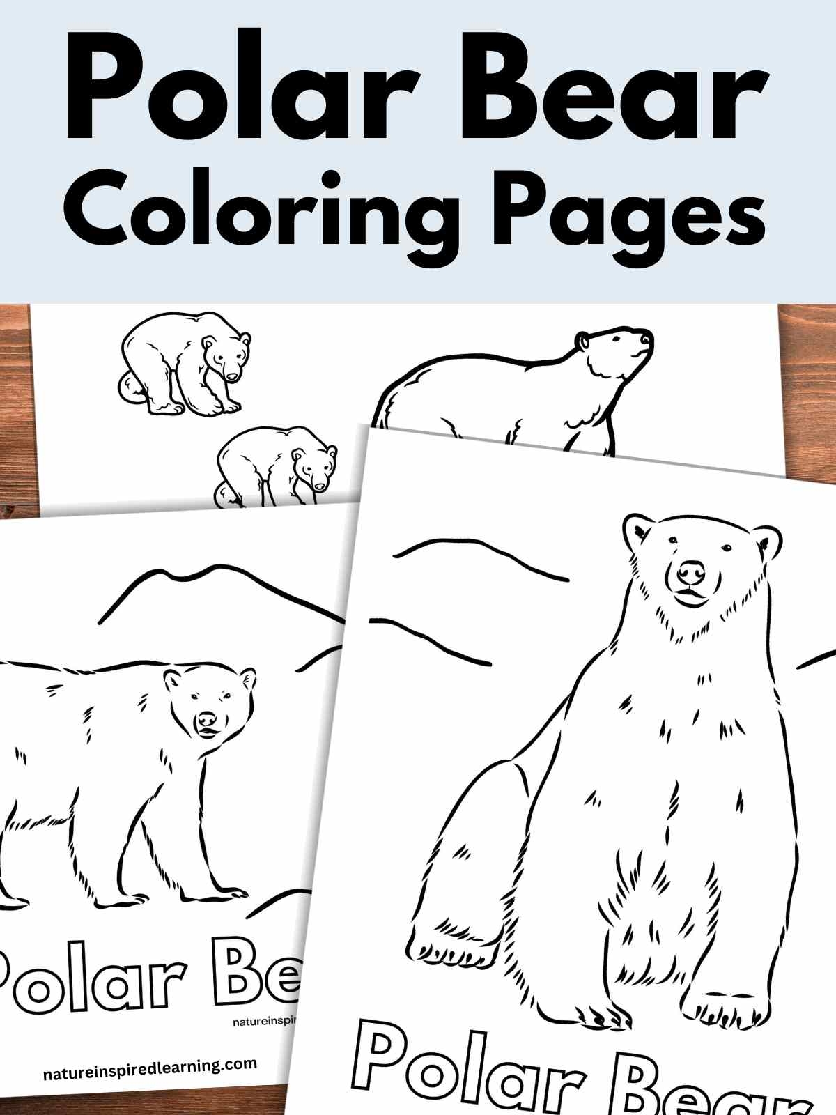 Polar Bear Coloring Pages Nature Inspired Learning