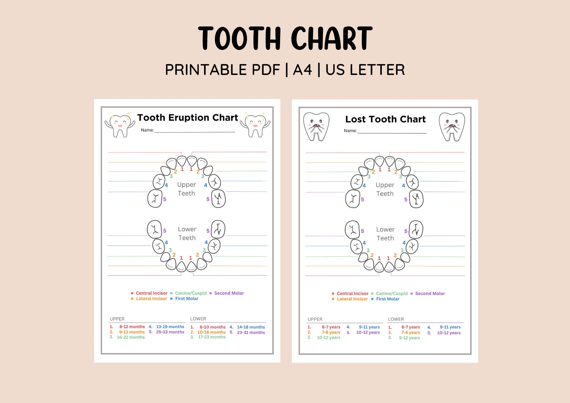 Printable Tooth Eruption Chart U0026 Lost Tooth Chart Baby Tooth 