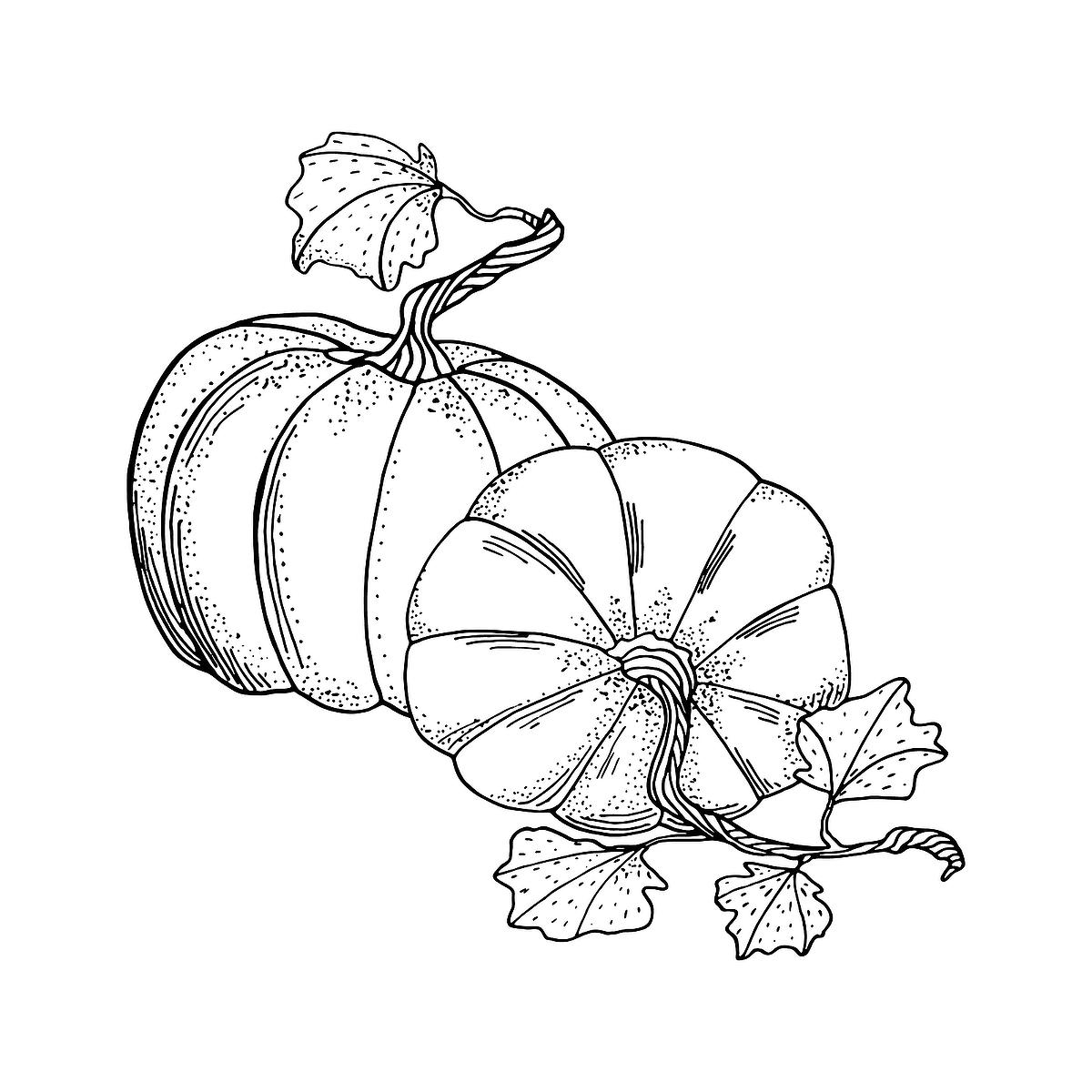 Free Printable Pumpkin Coloring Sheets