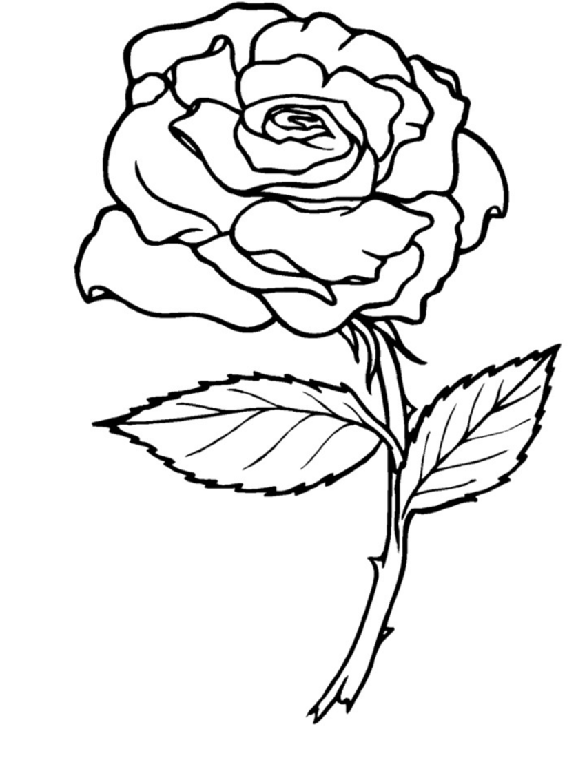 Free Printable Coloring Pages Roses