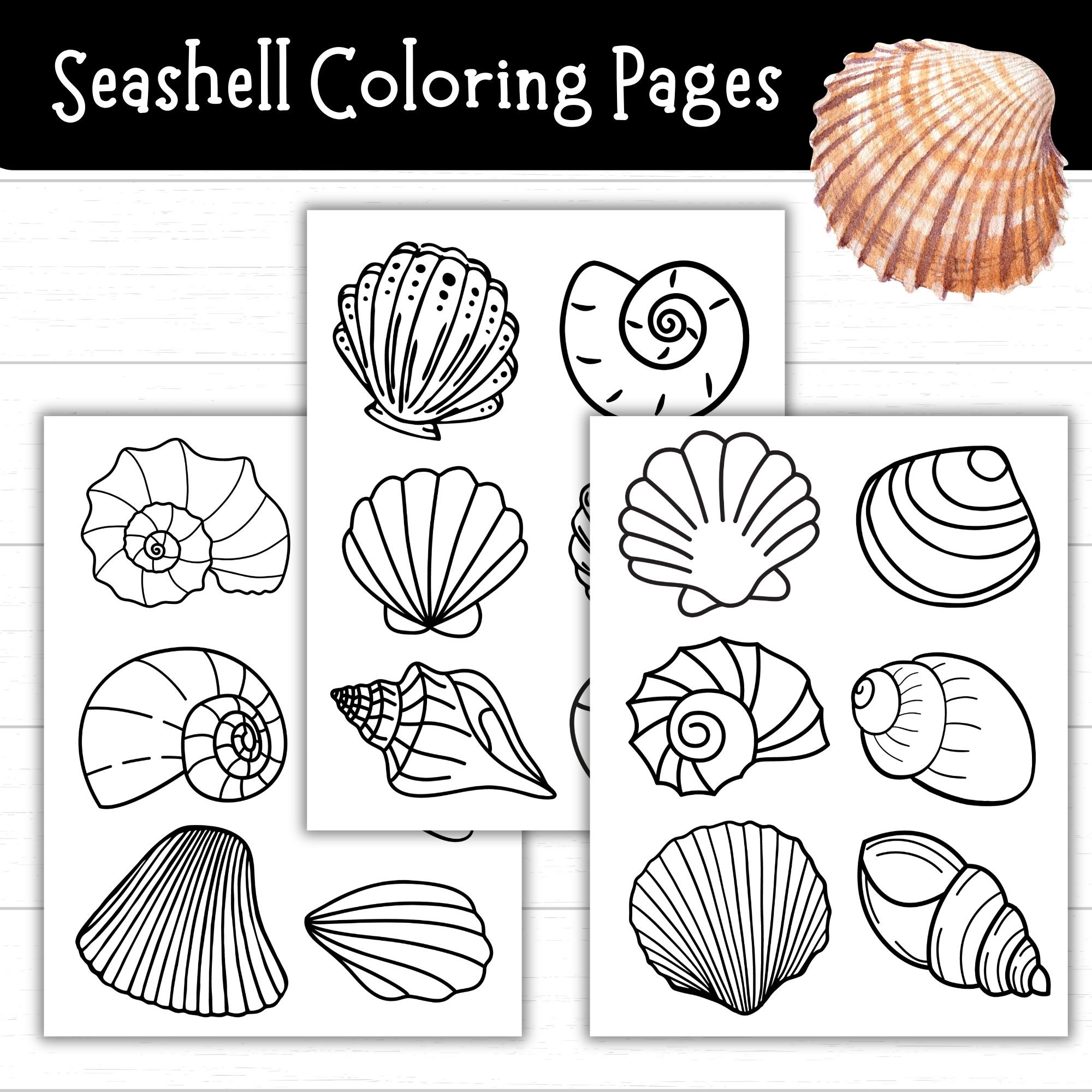 Seashell Coloring Pages Seashell Art Printables For Kids Ocean Printables Seashell Activities Beach Printables Summer Coloring Sheets Etsy Ireland