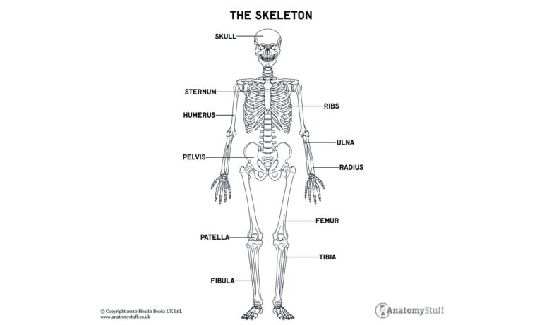 Skeleton Anatomy Bones U0026 Motion AnatomyStuff