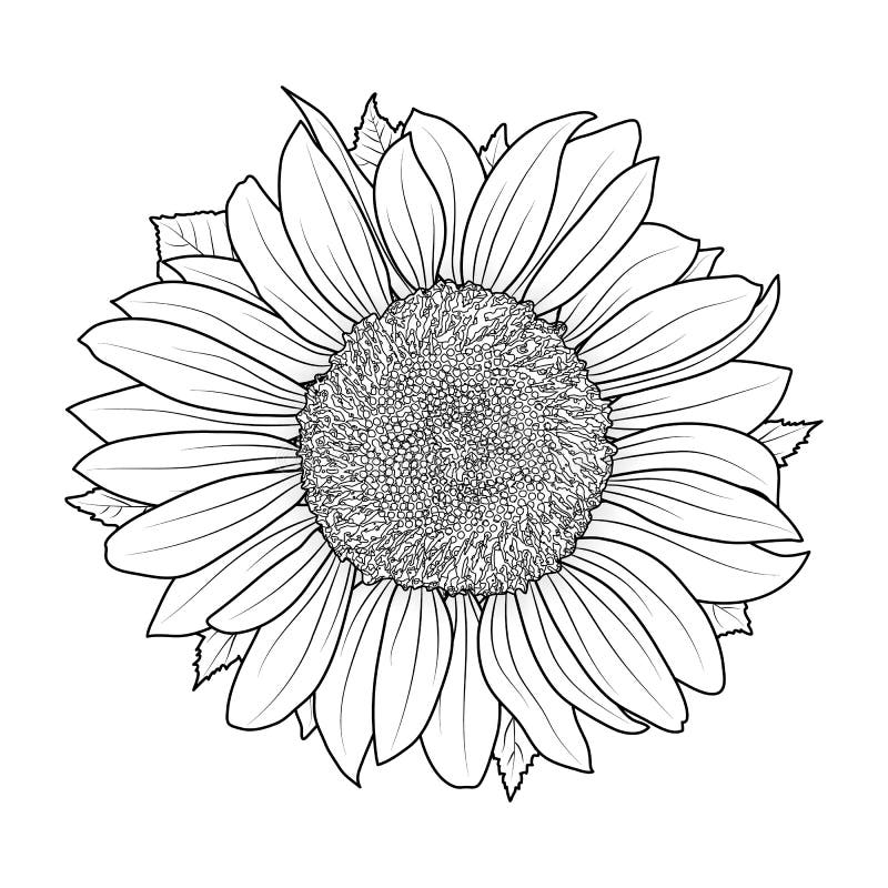 Sunflower Coloring Stock Illustrations 2 694 Sunflower Coloring Stock Illustrations Vectors U0026 Clipart Dreamstime