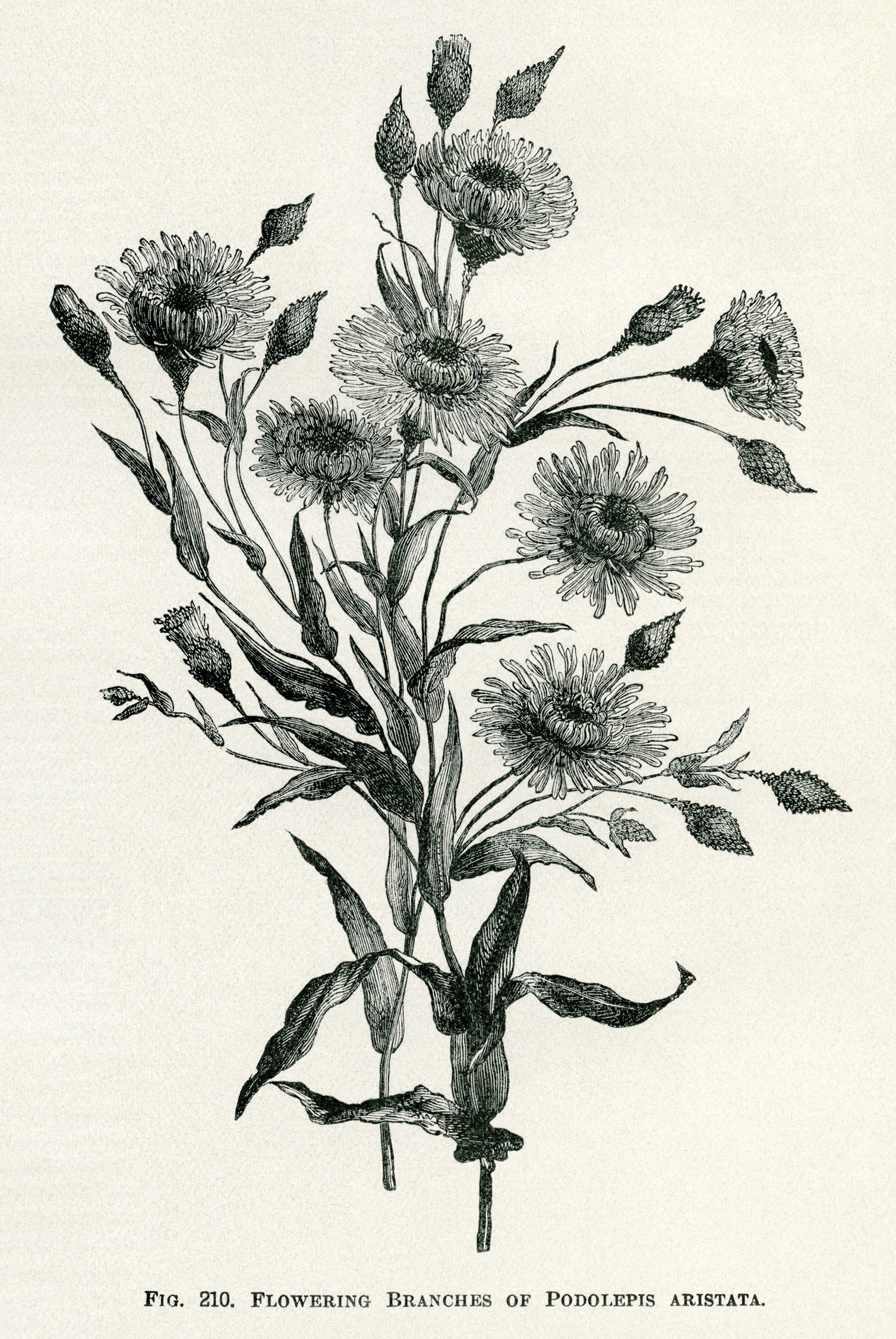 Vintage Botanical Illustrations Free Printables The Old Design Shop